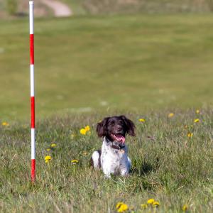 Hundematch (35 of 71)