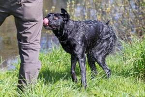 Hundematch (48 of 71)
