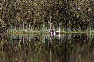 Hundematch (50 of 71)